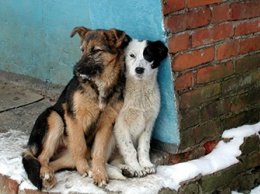 Для отлова собак в Шимановске ищут подрядчика
