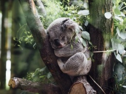 Около двух тысяч коал погибли при лесных пожарах в Австралии
