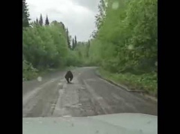 Кузбассовец снял на видео преследование медведя на машине