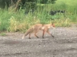 Голодная лиса вышла к кузбассовцам из леса