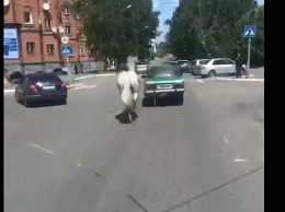 Белую лошадь, бегущую за машиной, сняли на видео в Бийске