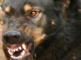 В Серышевском районе обнаружили бешенство у домашней собаки