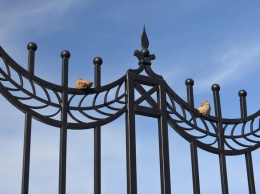 Двое москвичей украли позолоченную ограду с кладбища за полмиллиона рублей