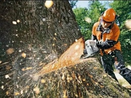 76 аварийных деревьев спилили в первую неделю лета в Ульяновске