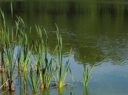В Пелавском озере утонул подросток