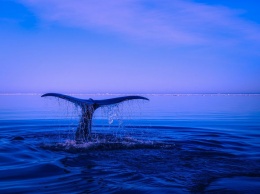 Ученые обнаружили в Индийском океане популяцию вымирающих китов по их песням