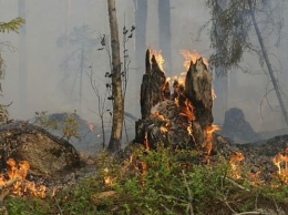 Правительство РФ направит на борьбу с лесными пожарами 2,7 млрд рублей
