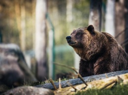Житель ХМАО попал под суд за убийство медведя