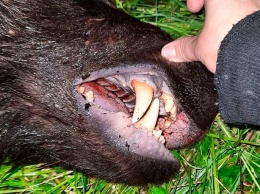 Застрелен медведь, растерзавший кур в амурском селе