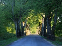 Договор на вырубку придорожных деревьев вдоль дорог Калининградской области расторгли