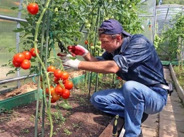 Эксперт рассказала о профилактике и мерах борьбы с болезнями помидоров