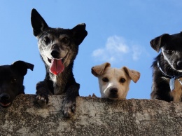 Бездомных собак будут стерилизовать и чипировать в муниципальном приюте Краснодара