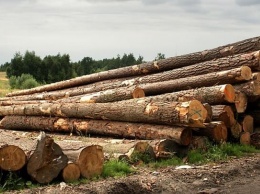 Контроль над вывозом леса из Алтайского края ужесточится