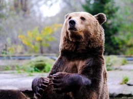 Жара загнала медведей из Калининградского зоопарка в бассейн (видео)