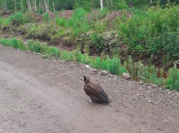В Селемджинском районе обнаружили обессиленную краснокнижную птицу
