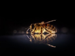 Пчелы начали массово умирать в Ульяновской области