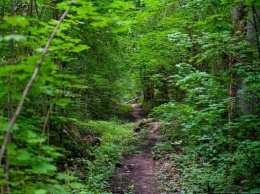 Правительство области предложило отдать под жилую застройку треть Суздальского леса