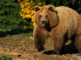 Ночью в Югре медведь пробрался на пастбище и напал на скот