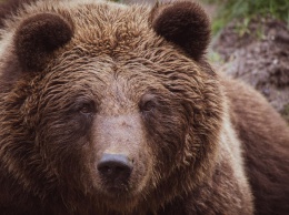 Охотники в Красноярском крае застрелили вышедшего в город медведя