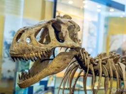 Ученые обнаружили останки динозавров в Арктике