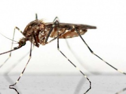 Жители Алтайского края не жалеют средств на борьбу с комарами и мошками