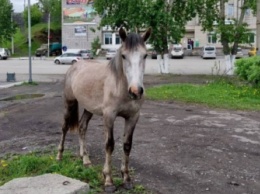 Владельцев «заблудившихся» лошадей ищут в Приамурье