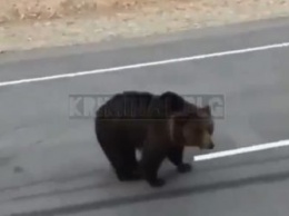 Амурчане подкармливают медведей на трассах