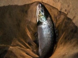 Карелию признали одним из лучших мест для ловли лосося и форели, хотя их вылов строго запрещен