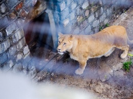 Калининградский зоопарк отменяет все экскурсии, показательные кормления и мероприятия