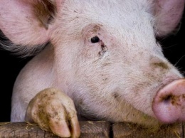 В Юхновском районе обнаружен очаг африканской чумы свиней