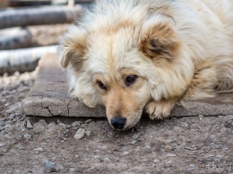 Кемеровский приют для животных затопило после коммунальной аварии