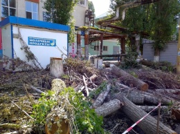 Активистка-эколог призывает остановить вырубку деревьев в Балашове