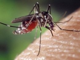 Комары, мошки и слепни: алтайский биолог рассказала об аномальной активности насекомых