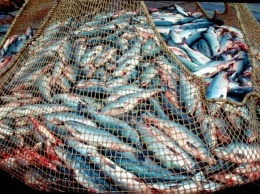 В Югре осужденные браконьеры заплатят 19 млн рублей за незаконный вылов рыбы