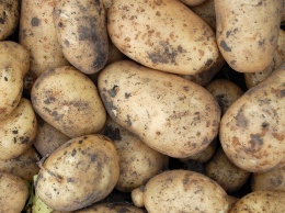 В Саратовскую область не пустили 20 тонн картошки из Казахстана