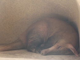 Тяжелое утро? Посмотрите, как в Калининградском зоопарке моют трубкозуба (видео)