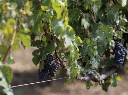 В Генплане Анапы закрепили все виноградопригодные земли