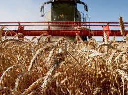 На Кубани собрали первые 1,5 миллиона тонн зерна