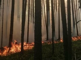 Пожар в Суоярвском районе разросся до 230 гектар
