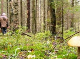 В калужском лесу нашли пропавшего грибника с травмой