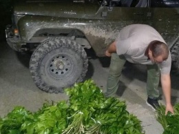 Двое сочинцев собрали ветки иглицы колхидской на 5 млн рублей