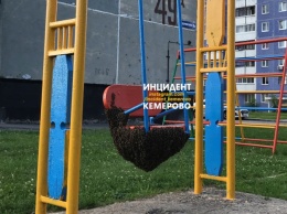 Дикие пчелы заполонили детскую площадку в Кемерове