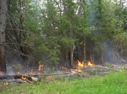 Площадь и количество лесных пожаров растет в Югре