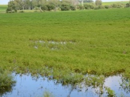 Паводок в Приамурье погубил более 43 тысяч гектаров урожая