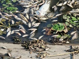 Массовая гибель рыбы произошла в Карасунском озере Краснодара
