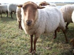 Почти четыре сотни овец без документов задержали в Приамурье