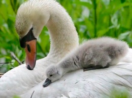 По вине любопытных амурчан лебеди в Ивановке не стали многодетными родителями