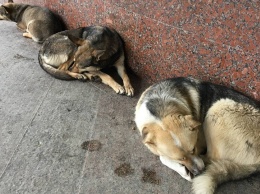 Отлов бродячих собак в Саратове прекращен, власти не выделили денег
