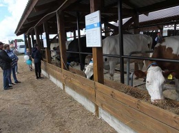 Как прошел конкурс скотоводческих хозяйств в Алтайском крае