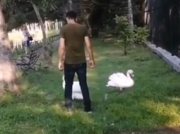 Мужчину, дразнящего ивановских лебедей, сняли на видео